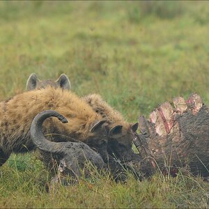 acomp Kenia 20111012 02409