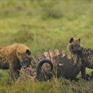 acomp Kenia 20111012 02528