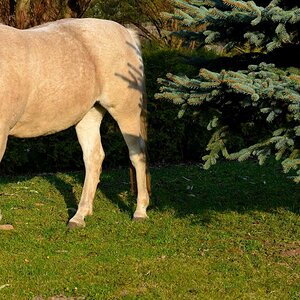 Pferd im Garten