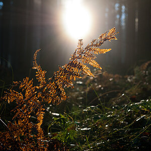 Gegenlicht im Wald