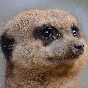 Erdmännchen Crop