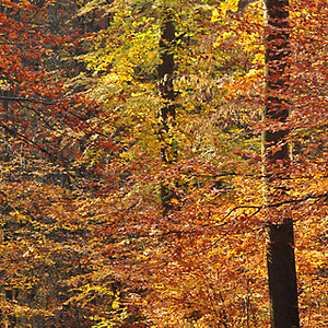 DSC 6433Herbst NÖ 320