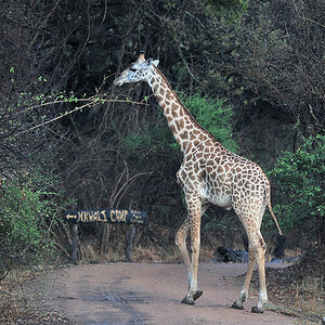 Thornicroft Giraffe 
am Weg zum Nkwali Camp
South Luangwa
6552