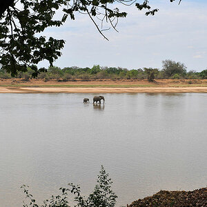 Blick vom Nkwali Camp auf dem Luangwa River.
In der Trockezeit ist der Wasserstand niedrig.
Die Elefanten können einfach hindurchlaufen
6225