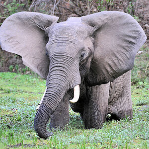 Elefant im Nkwali Camp
6251