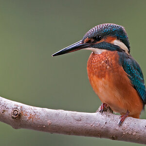 Eisvogel1