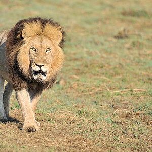Der Sohn von Big John
Der König der Busanga Plains
4273