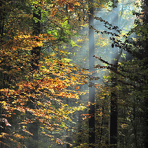 DSC 6270 Herbst NÖ 1024