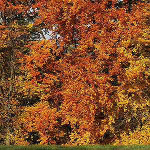 DSC 9299 Herbst Nö 1024