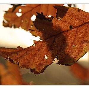 Blatt im Gegenlicht 1