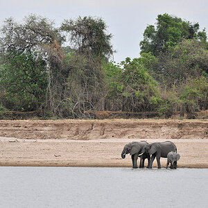 Elefanten trinken am Luangwa River
6276