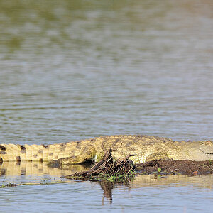 Krokodil im Luangwa River
7588