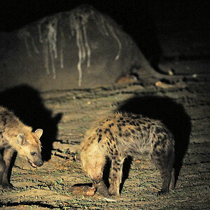 Tüpfelhyänen an Elefantenkadaver
Für die Jungtiere wurde die Rüsselspitze abgebissen.
So haben sie was zum Spielen und Knabbern.
South Luangwa
6468