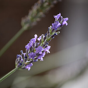 Lavendel