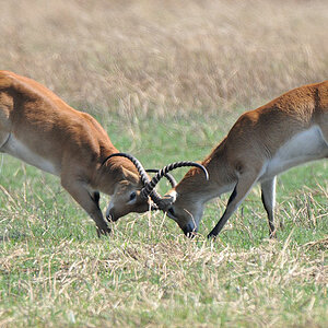 Moorantilopen (Red Lechwe)
kämpfen um ein Weibchen.
Der Herausforderer (links) macht sich schon ins Hemd
6687