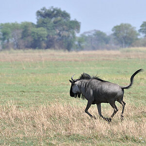 Streifengnu auf der Flucht
in den Busanga Plains, Kafue Nationalpark
4352