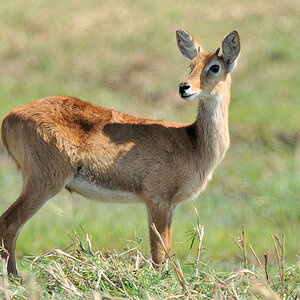 Grasantilope (Puku)
Busanga Plains, Kafue
6661