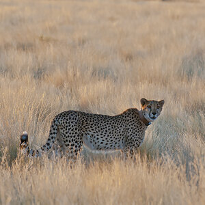 namibia 85