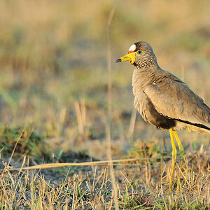 Senegalkiebitz (African Wattled Lapwing)
Busanga Plains, Kafue
6332