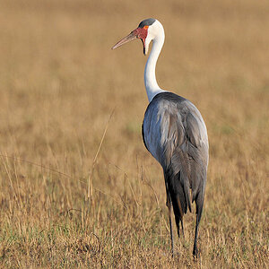Klunkerkranich
Busanga Plains, Kafue
6428