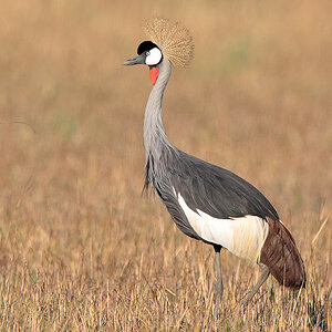 Kronenkranich
Busanga Plains, Kafue
6444