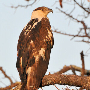 Junger Afrikanischer Schreiseeadler
Busanga Plains, Kafue
6340