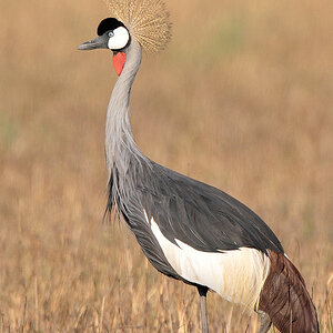 Kronenkranich
Busanga Plains, Kafue
6444 h