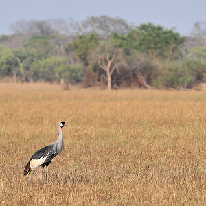 Kronenkranich
Busanga Plains, Kafue
4158