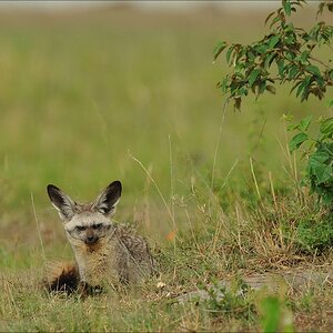 acomp Kenia 20111015 09510