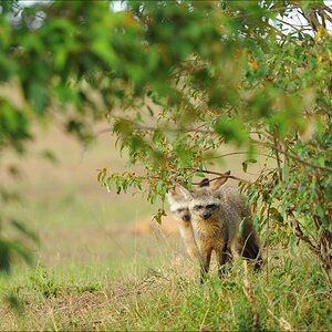 acomp Kenia 20111015 09463