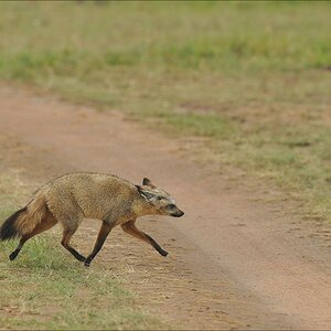 acomp Kenia 20111014 06920