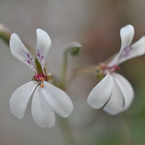 Pelargonium fragrans