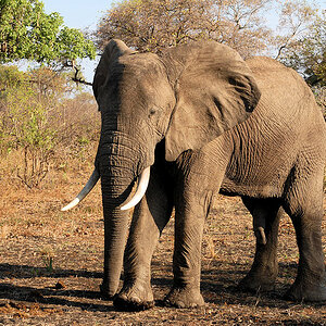 Elefant beim Nkwali Camp,
South Luangwa
3246