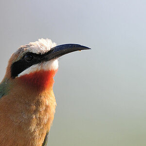 Weißstirnspint (White-fronted Bee-Eater)
South Luangwa
7654