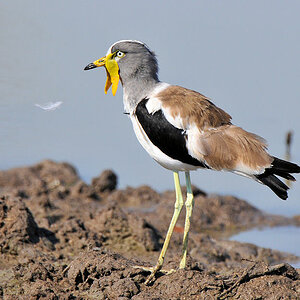 Weißscheitelkiebitz (White-headed Lapwing, 
auch White-headed Plover oder White-headded wattled Plover)
South Luangwa
7684