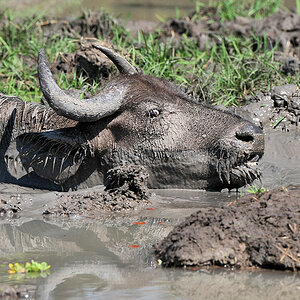 Ein junger Büffel sitzt im Schlamm fest
ein Hammerkopf beobachtet ihn
South Luangwa
6812