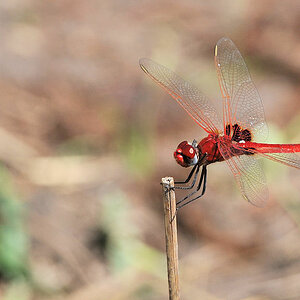 Libelle
South Luangwa
7102