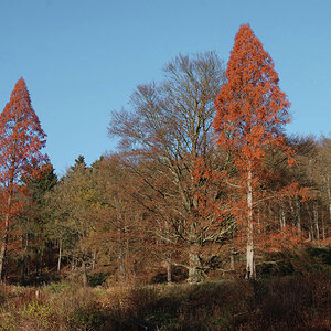 Herbst DSC 0063