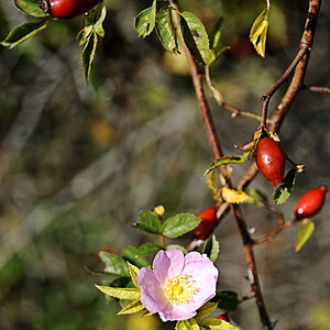 Frühherbst 2