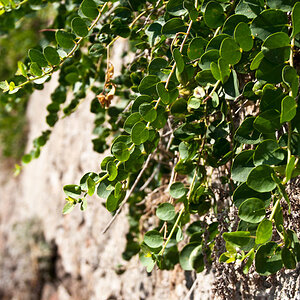 Elba 2012 Fotosafari Workshop mit Stefano Levi.