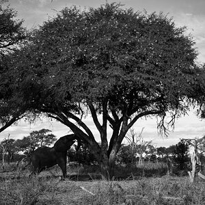 2012 Botswana-Sambia Fotoreise / Workshop mit Stefano Levi
