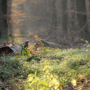 Herbst
