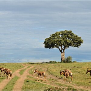 acomp Kenia 20111015 12014