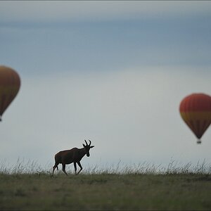 acomp Kenia 20111014 06547