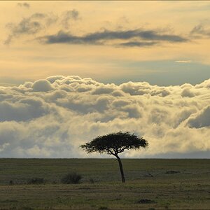 acomp Kenia 20111015 09359