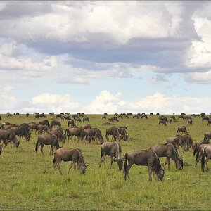 acomp Kenia 20111018 20871