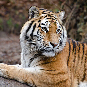 Tiger im Zoo Zürich