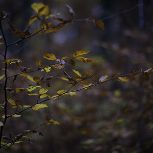 DSC 5567 Lux80