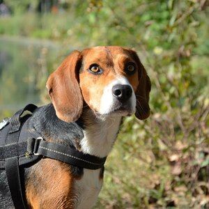 Charly the Beagle