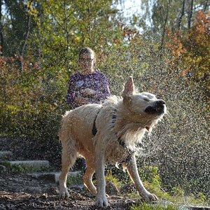 Golden Retriever